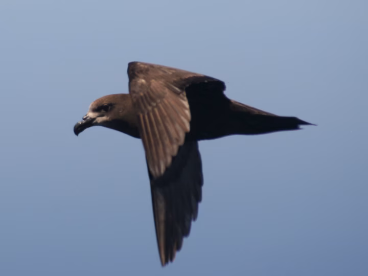 Grey-faced Petrel showing large dark gadfly petrel with pale grey face and strong hooked bill