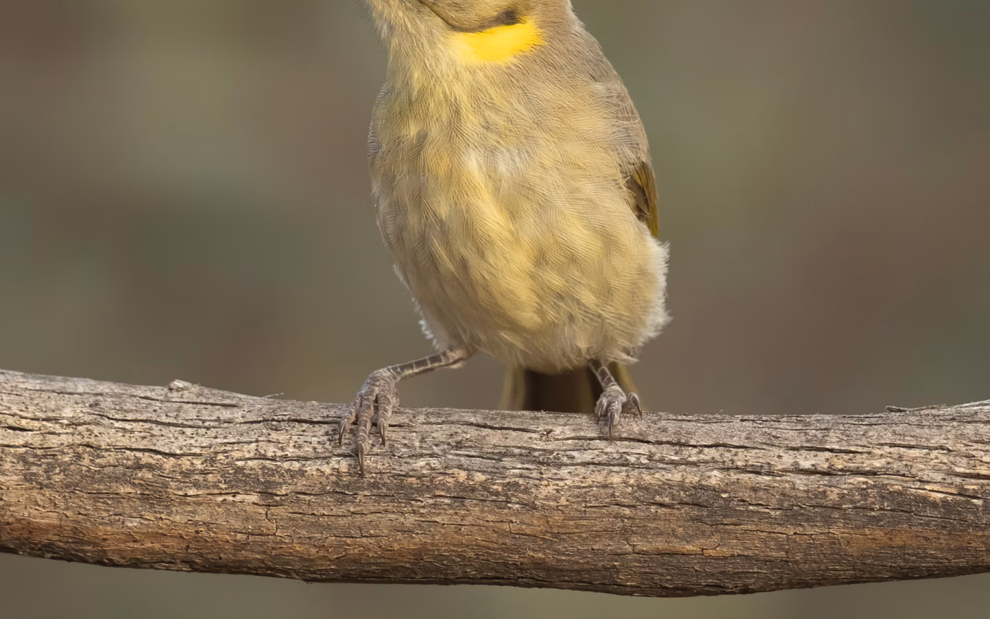 Grey-fronted Honeyeater showing a grey forehead and crown, yellowish face stripe and ear patch and olive-toned upperparts