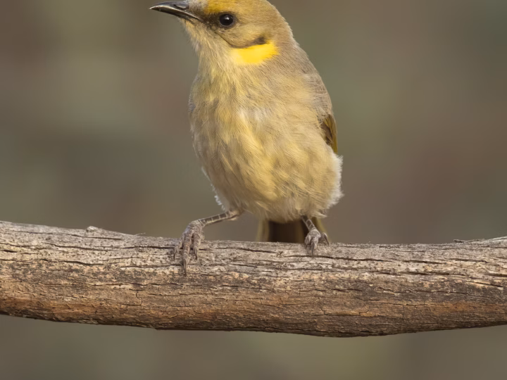 Grey-fronted Honeyeater showing a grey forehead and crown, yellowish face stripe and ear patch and olive-toned upperparts