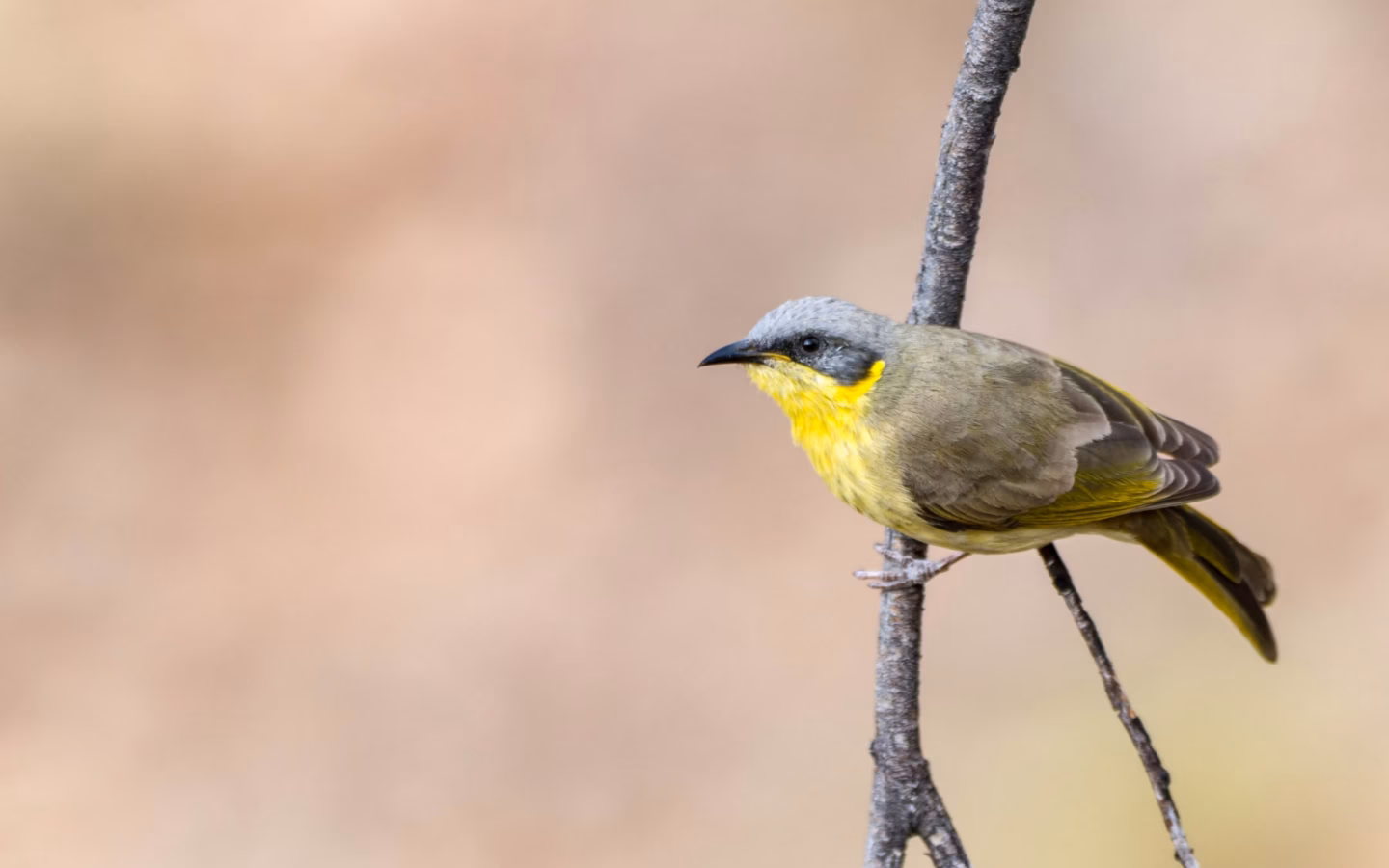 Grey-headed Honeyeater in Australia showing key identification features: small grey-headed, olive-toned honeyeater with pale underparts and subtle yellowish wing or face accents; range and rocky habitat are useful clues.
