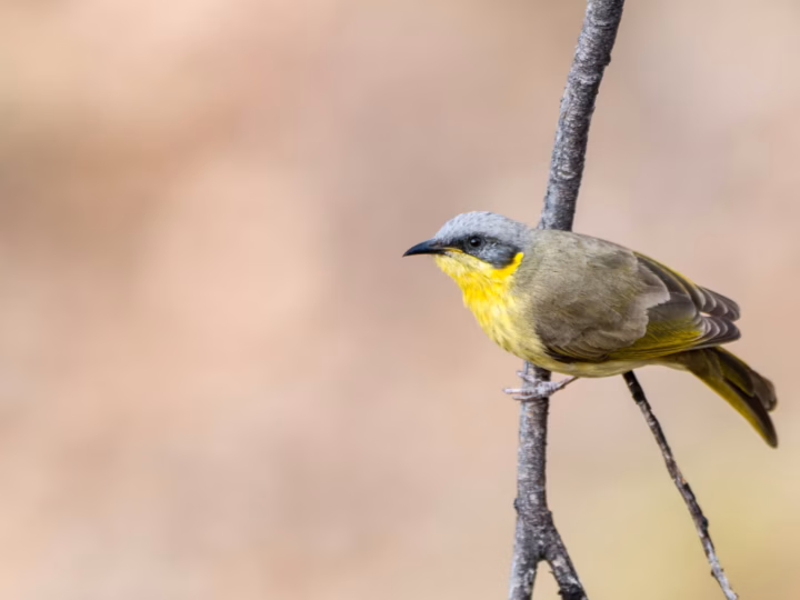 Grey-headed Honeyeater in Australia showing key identification features: small grey-headed, olive-toned honeyeater with pale underparts and subtle yellowish wing or face accents; range and rocky habitat are useful clues.