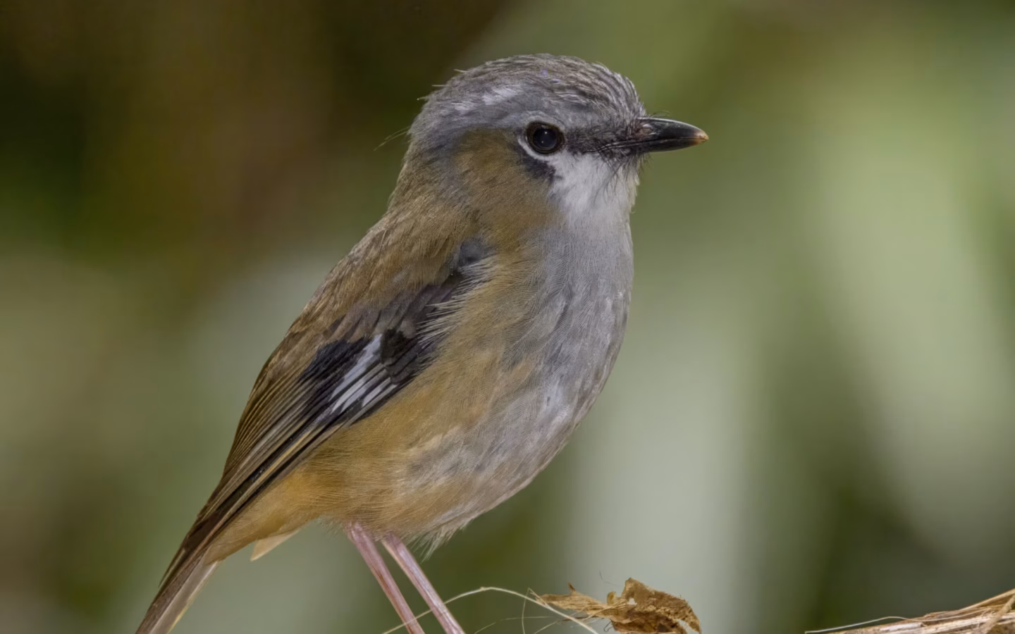 Grey-headed Robin showing a grey head, olive-brown back, pale belly and clean white throat on a relatively large rainforest robin