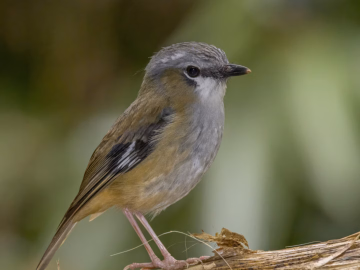 Grey-headed Robin showing a grey head, olive-brown back, pale belly and clean white throat on a relatively large rainforest robin
