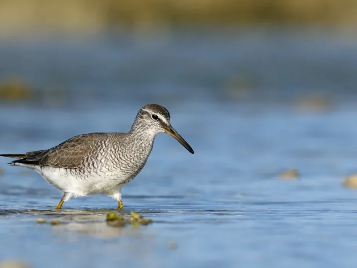 Grey-tailed Tattler showing key identification features