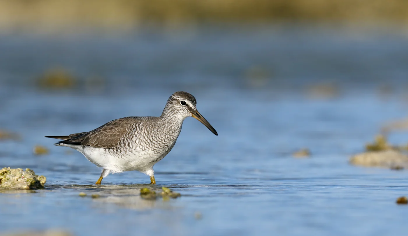 Grey-tailed Tattler showing key identification features