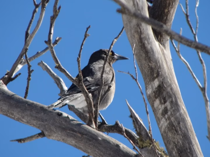 Grey Currawong showing key identification features