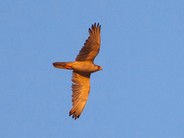 Grey Falcon showing pale grey upperparts, whitish underparts, yellow cere and legs and long falcon wings