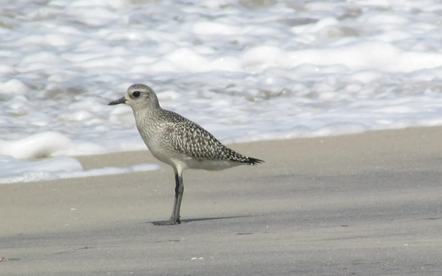 Grey Plover showing key identification features