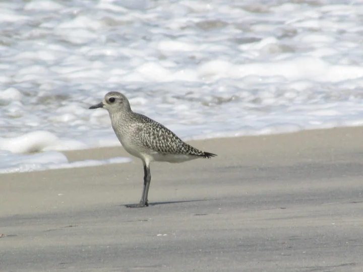 Grey Plover showing key identification features
