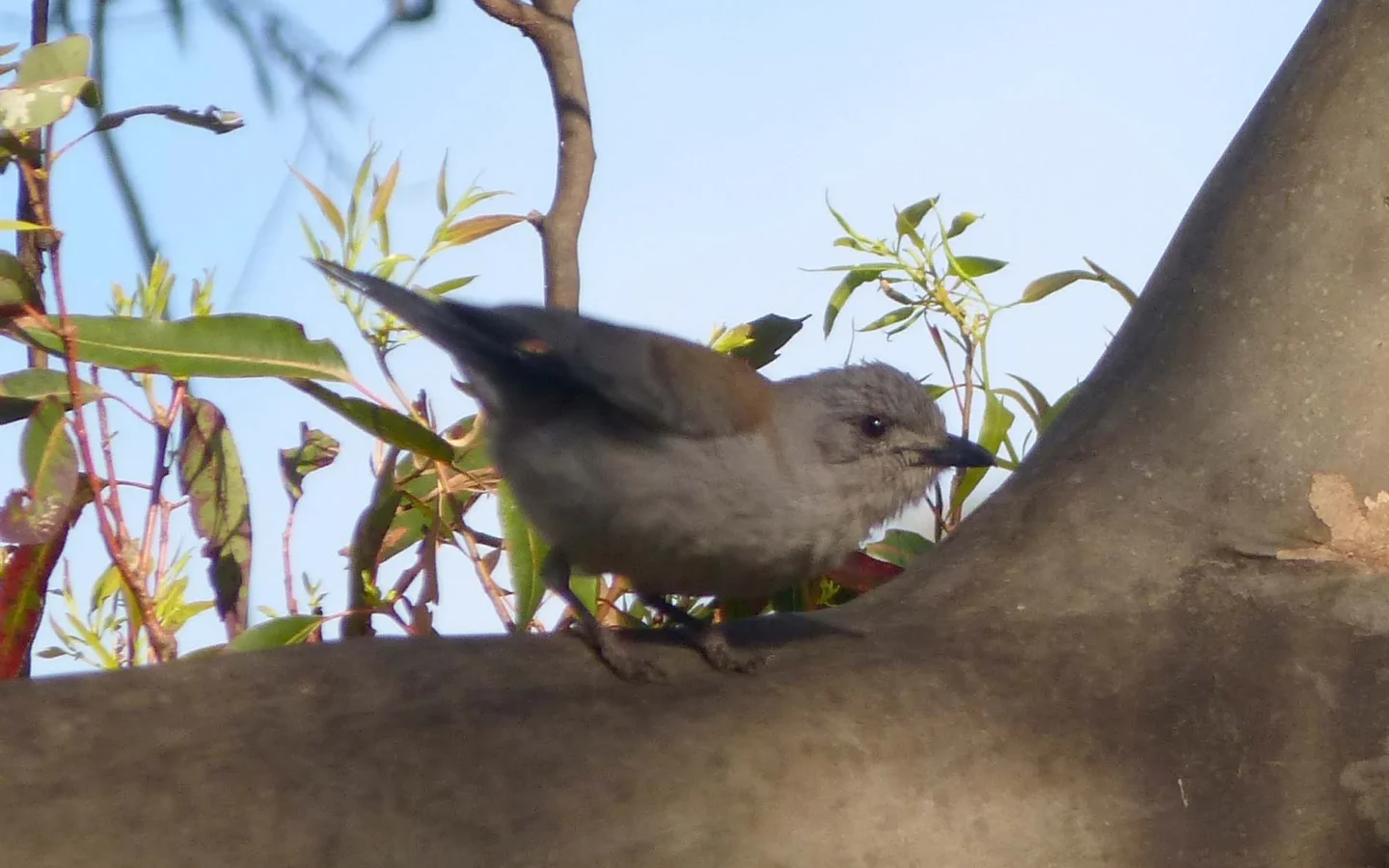 Grey Shrike-thrush in Australia showing key identifying features