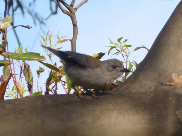 Grey Shrike-thrush in Australia showing key identifying features