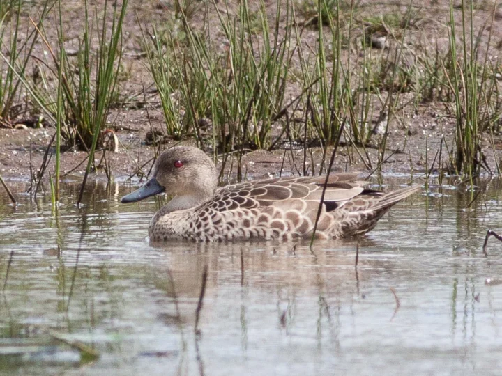 Grey Teal in Australia