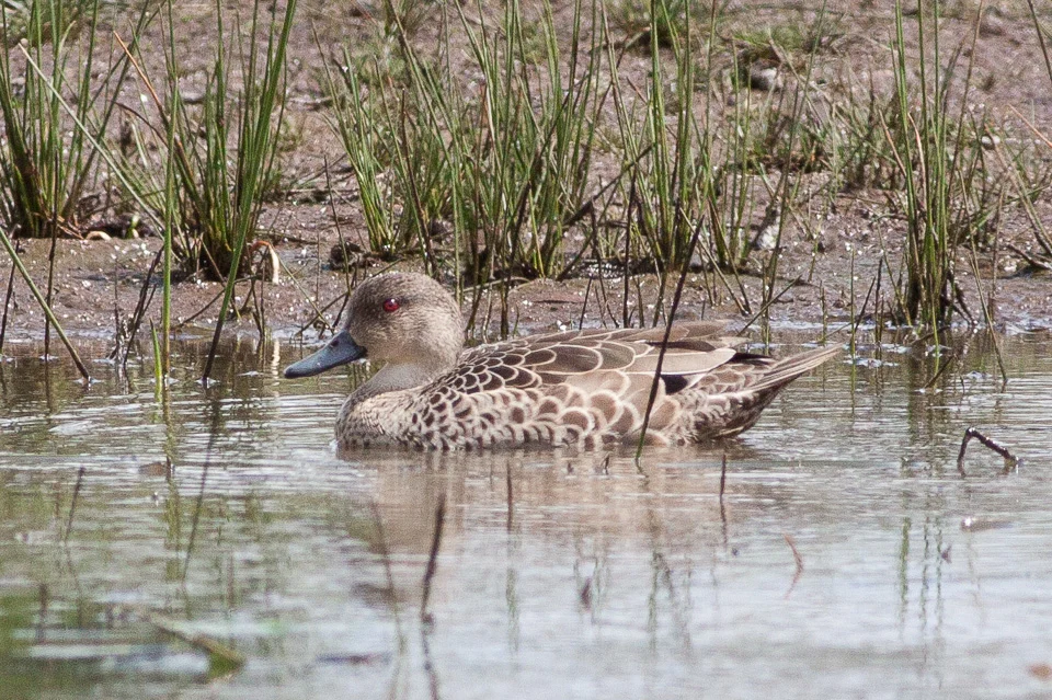 Grey Teal in Australia