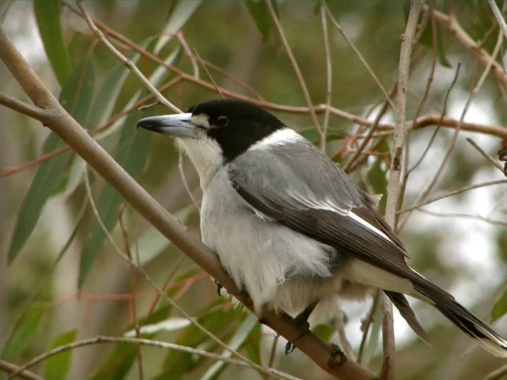 Grey Butcherbird with grey back, black head and strong hooked bill