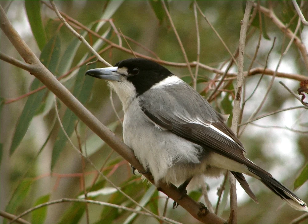 Grey Butcherbird with grey back, black head and strong hooked bill