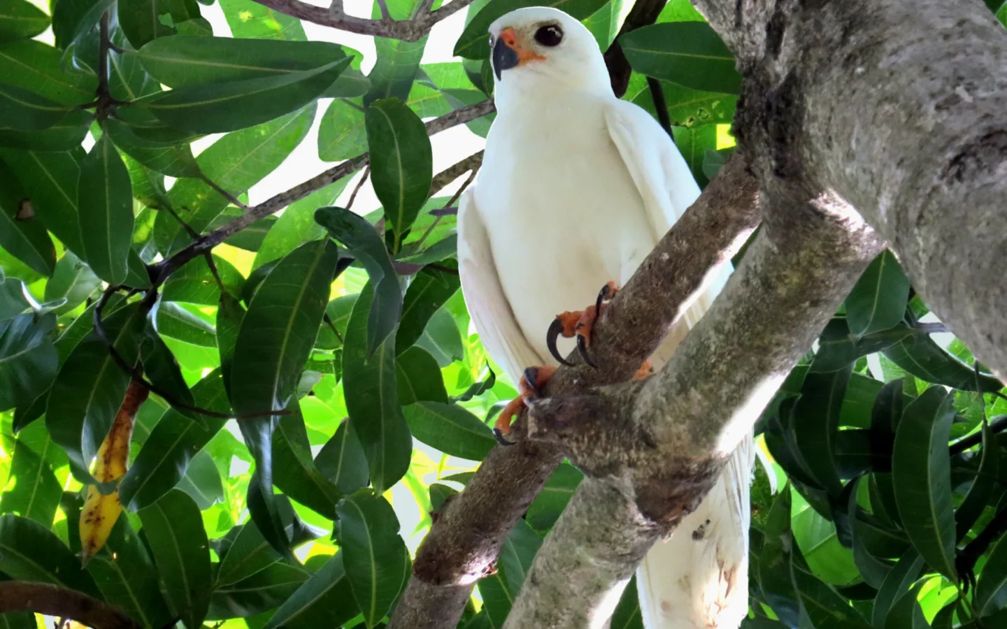 Grey Goshawk showing key identification features