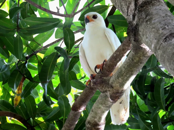 Grey Goshawk showing key identification features