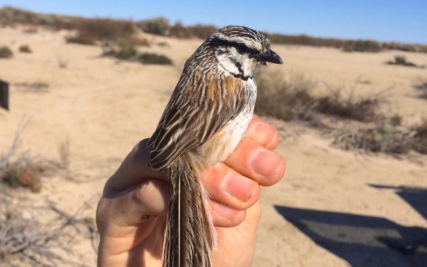Grey Grasswren showing grey-brown streaked plumage, pale eyebrow and strong ground-running behaviour