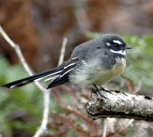 Grey Fantail in Australia