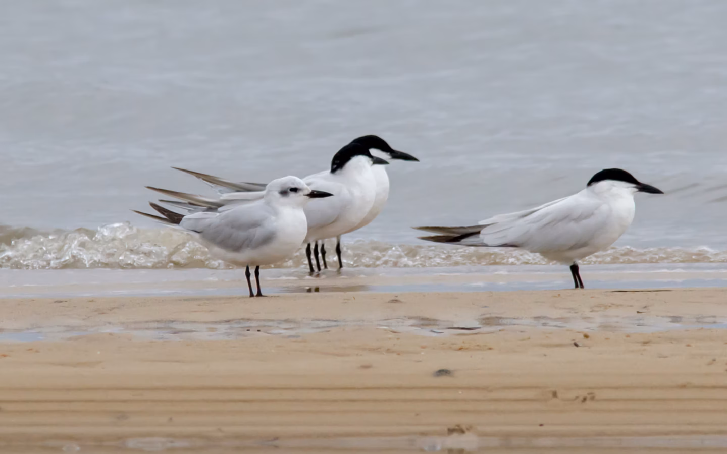 Gull-billed Tern showing stout black bill, pale grey wings, black breeding cap and relatively broad tern wings