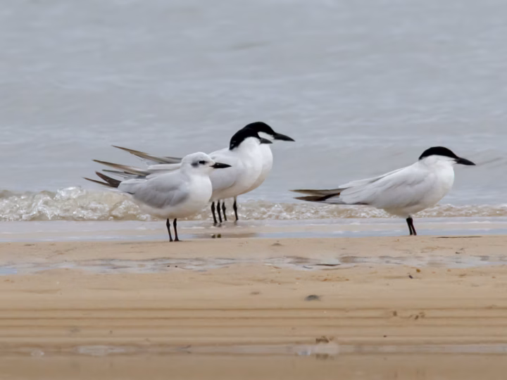 Gull-billed Tern showing stout black bill, pale grey wings, black breeding cap and relatively broad tern wings