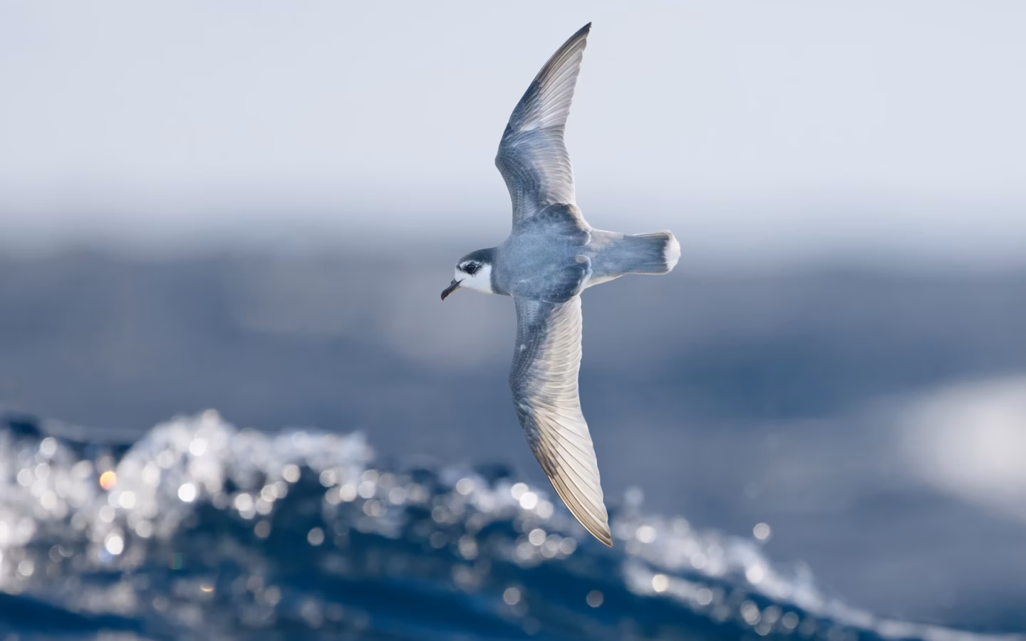 Blue Petrel showing blue-grey upperparts with dark M pattern, white underparts and dark tail tip