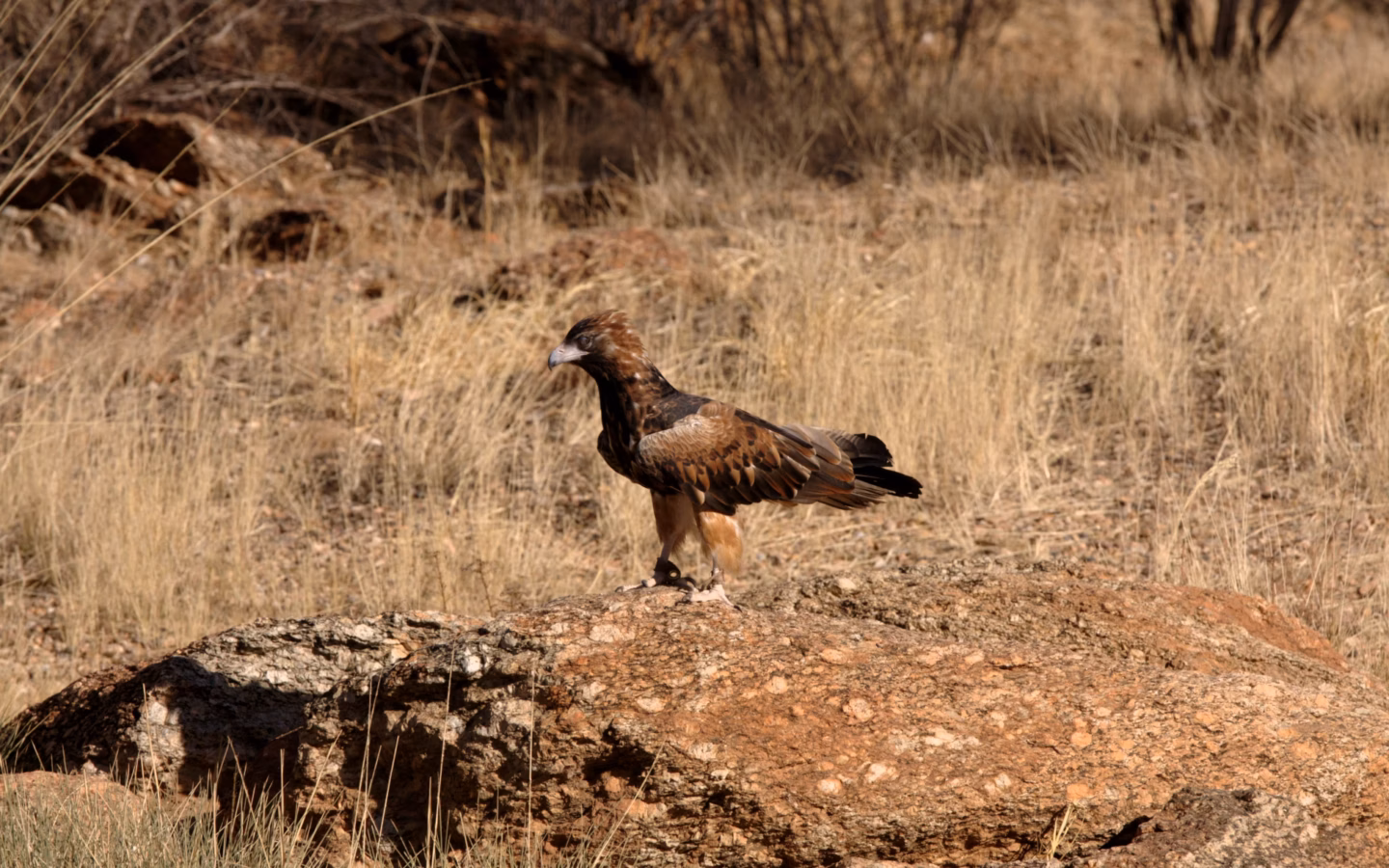 Black-breasted Buzzard showing large dark raptor with black breast, rufous-brown wings and broad pale wing panels in flight