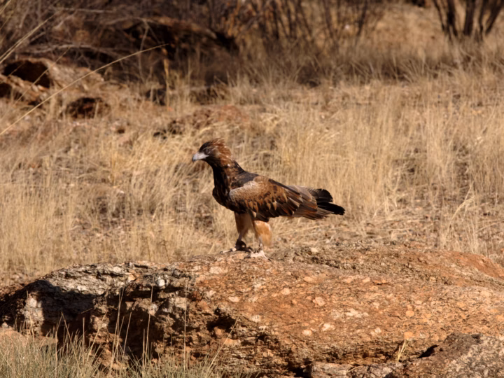 Black-breasted Buzzard showing large dark raptor with black breast, rufous-brown wings and broad pale wing panels in flight
