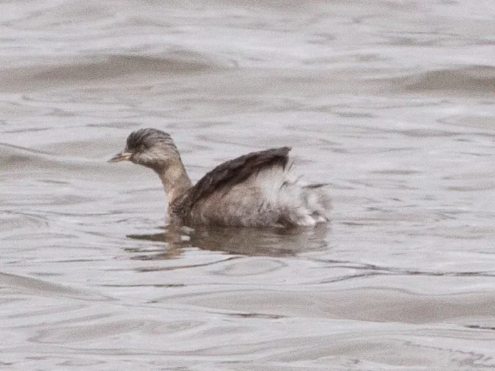 Hoary-headed Grebe in Australia