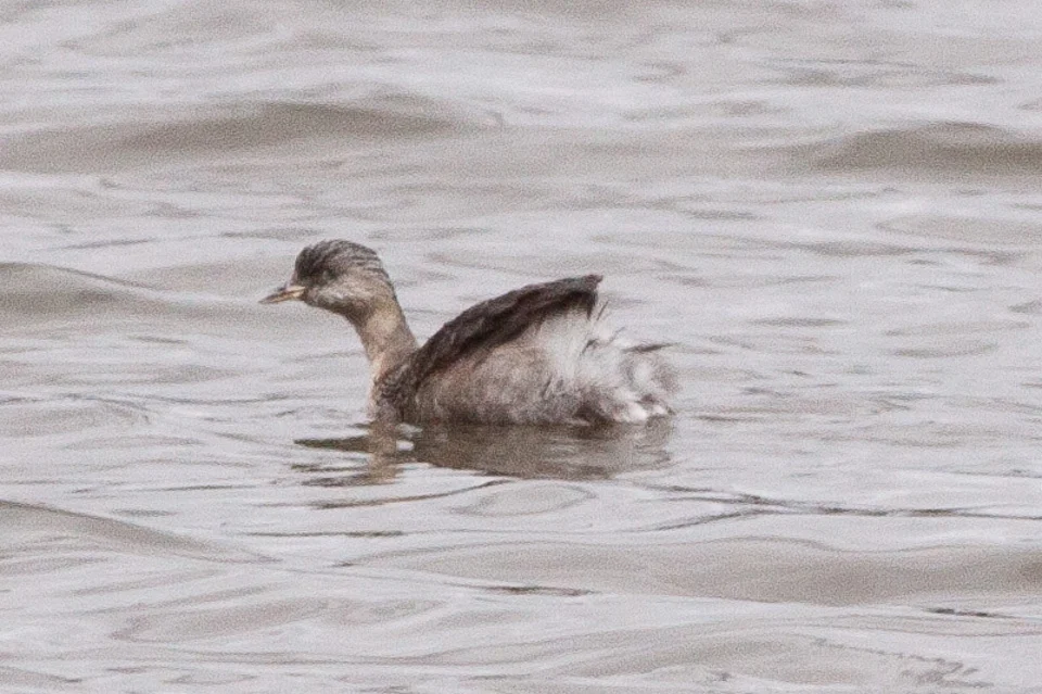Hoary-headed Grebe in Australia
