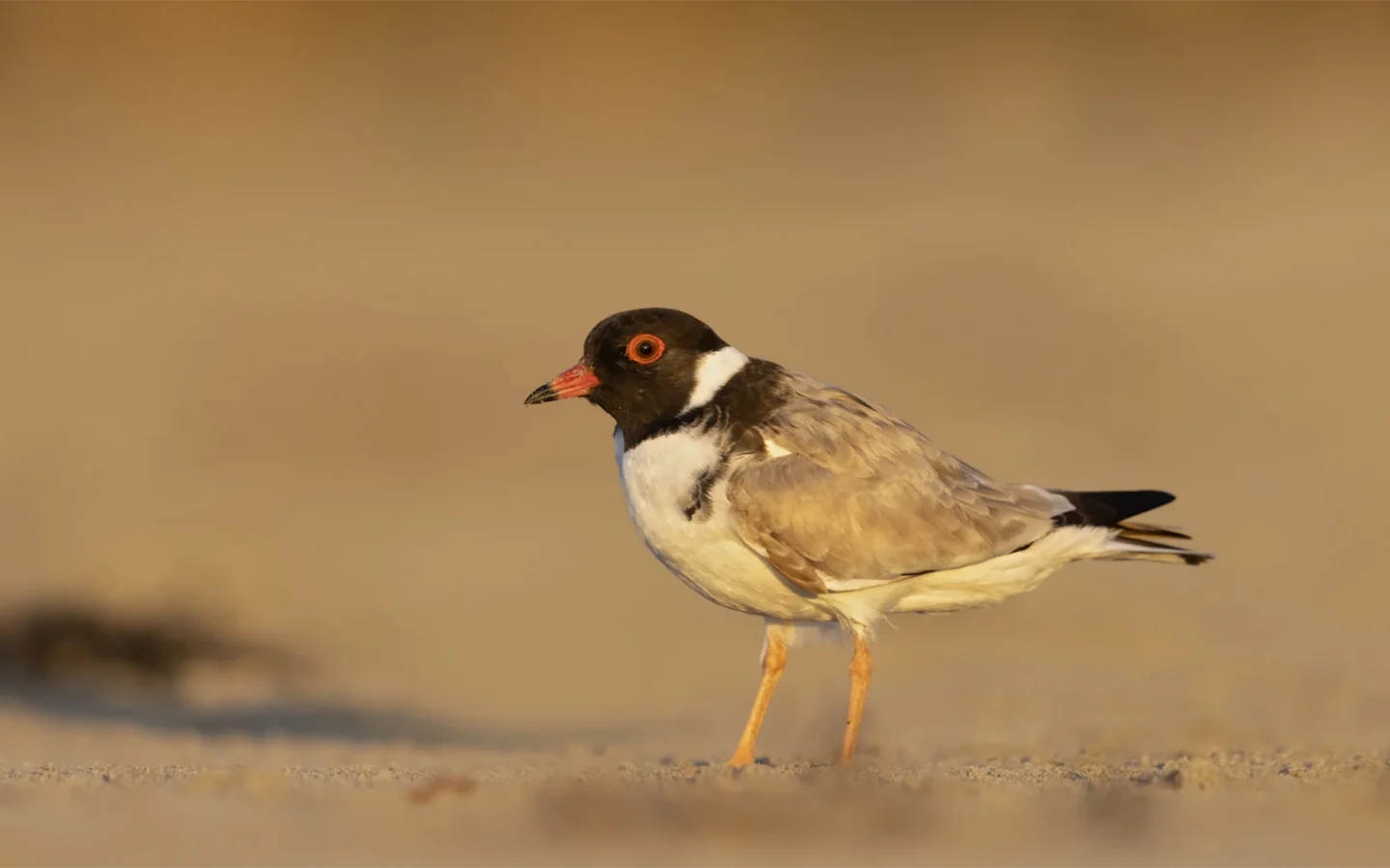 Hooded Plover showing key identification features