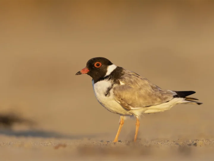 Hooded Plover showing key identification features