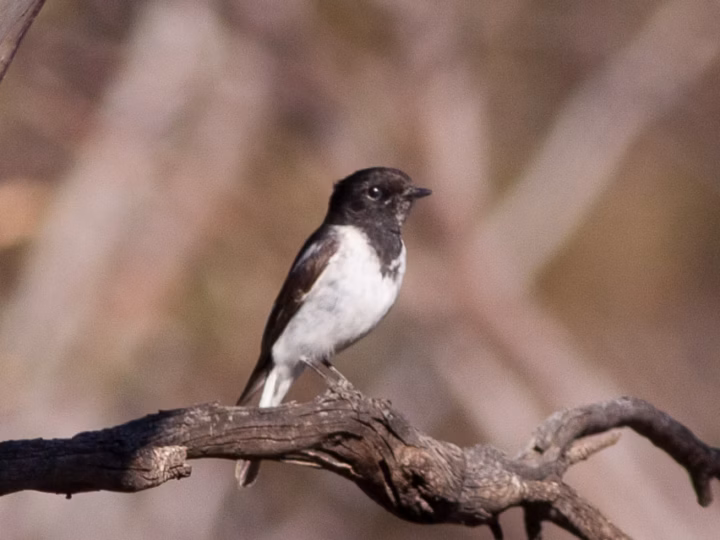 Hooded Robin in Australia showing key identification features: adult males have a black hood and back with clean white underparts and wing patches; females are softer grey-brown and less contrasting.