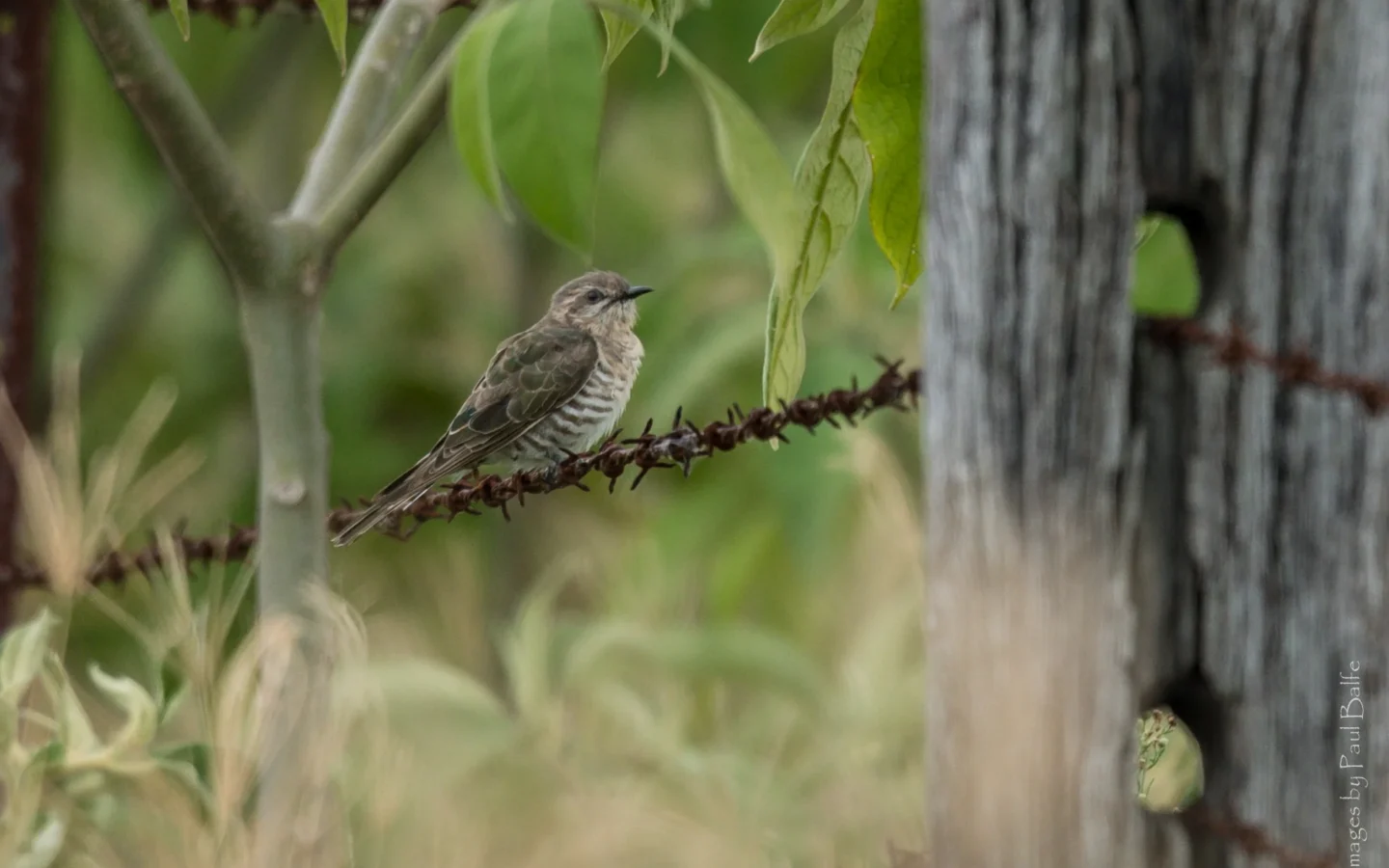 Horsfield's Bronze-Cuckoo in Australia showing key identifying features