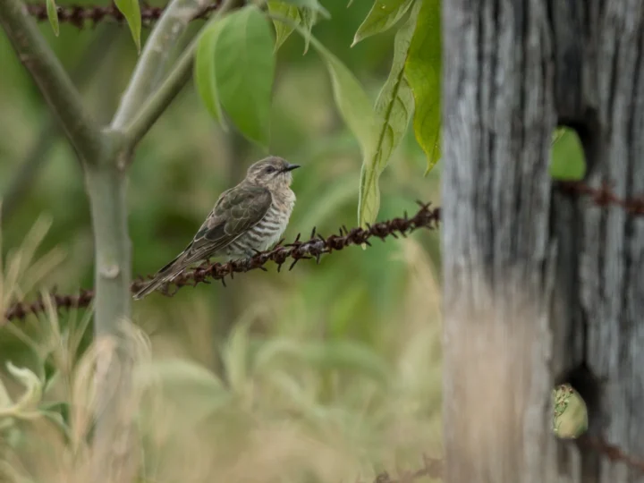 Horsfield's Bronze-Cuckoo in Australia showing key identifying features