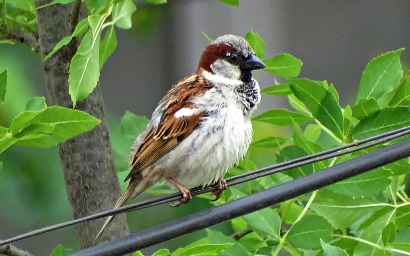 House Sparrow in Australia showing key identifying features