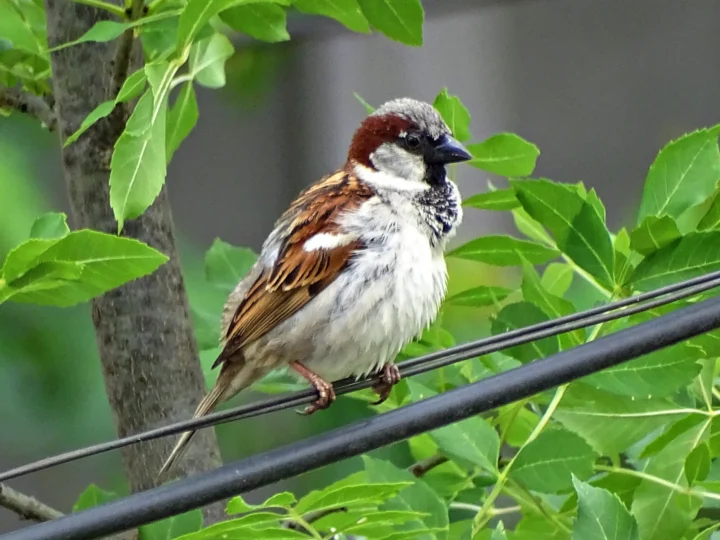 House Sparrow in Australia showing key identifying features