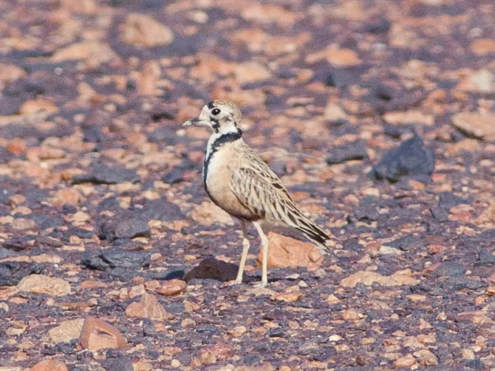 Inland Dotterel showing key identification features