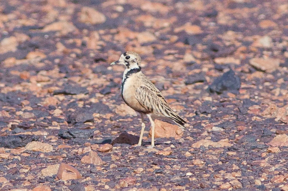 Inland Dotterel showing key identification features
