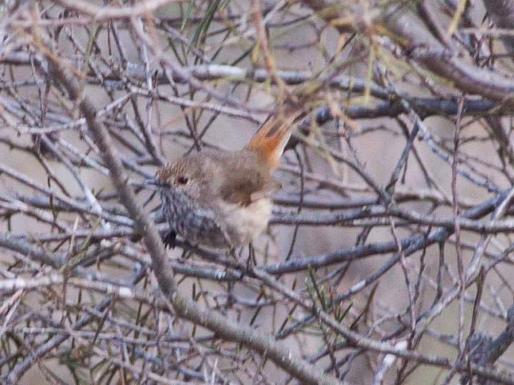 Inland Thornbill in Australia showing key identification features