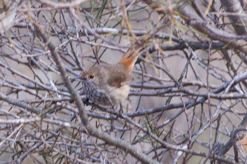 Inland Thornbill in Australia showing key identification features