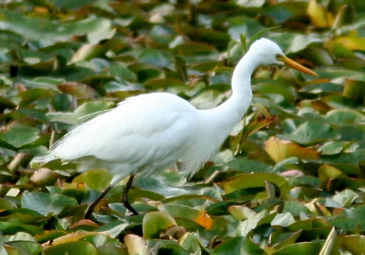 Plumed Egret showing key identification features