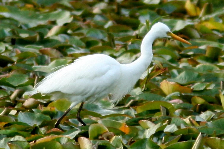 Plumed Egret showing key identification features