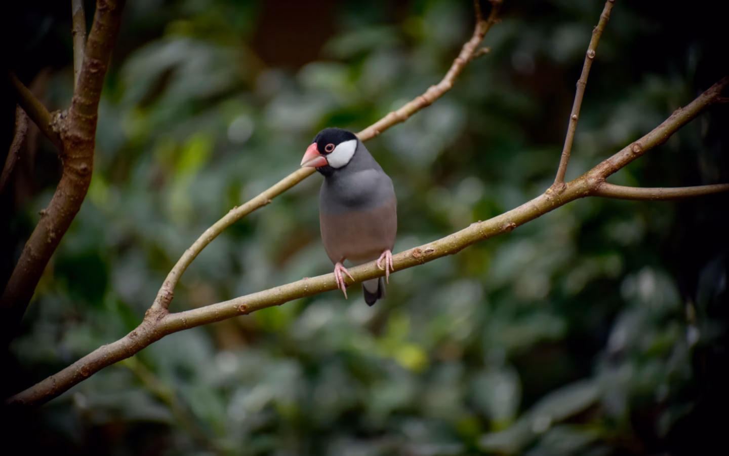 Java Sparrow showing grey body, black hood, white cheek patches and thick pink bill