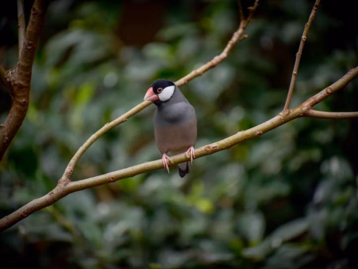 Java Sparrow showing grey body, black hood, white cheek patches and thick pink bill