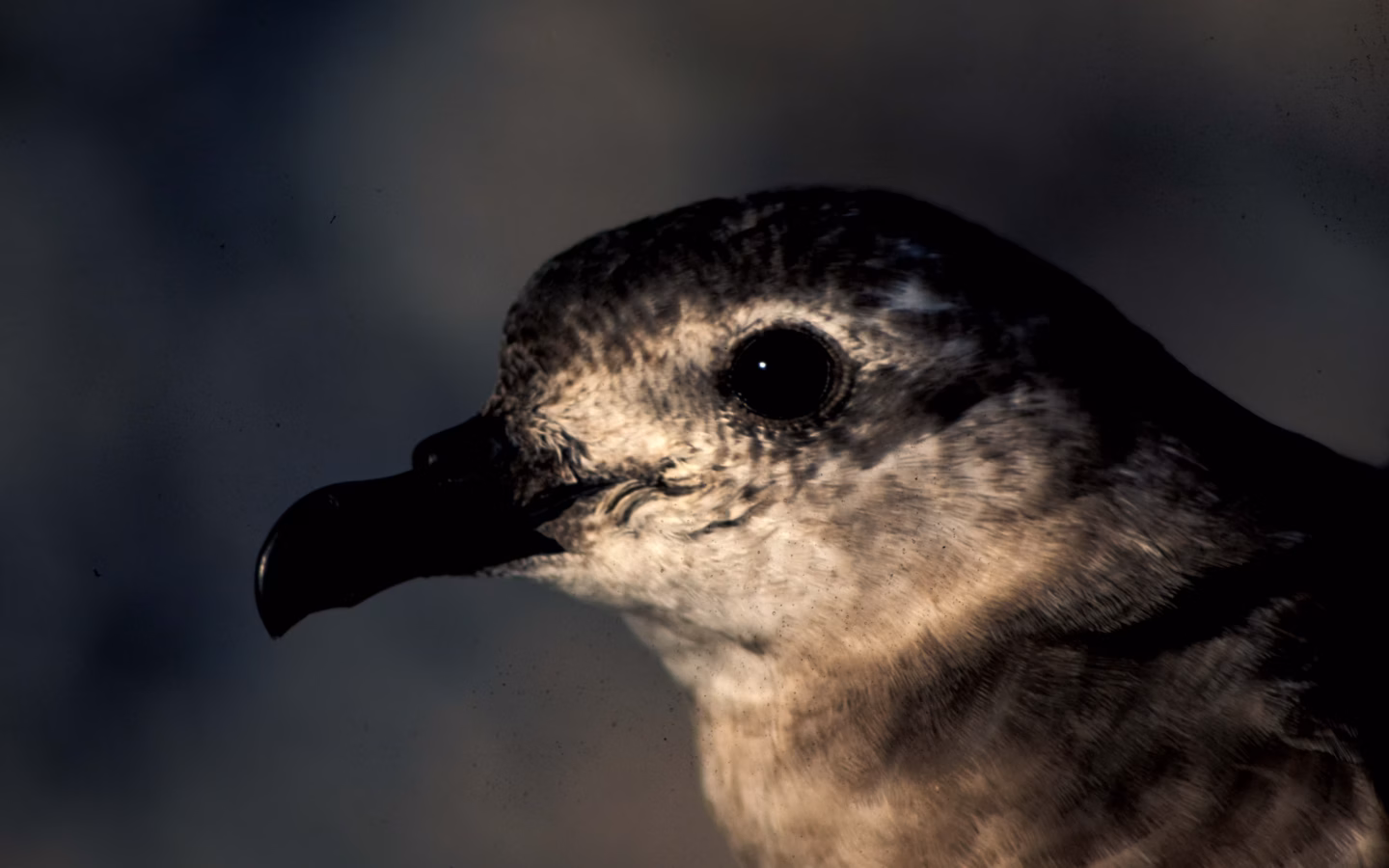 Kermadec Petrel showing highly variable petrel, often showing white wing flashes and dark cap