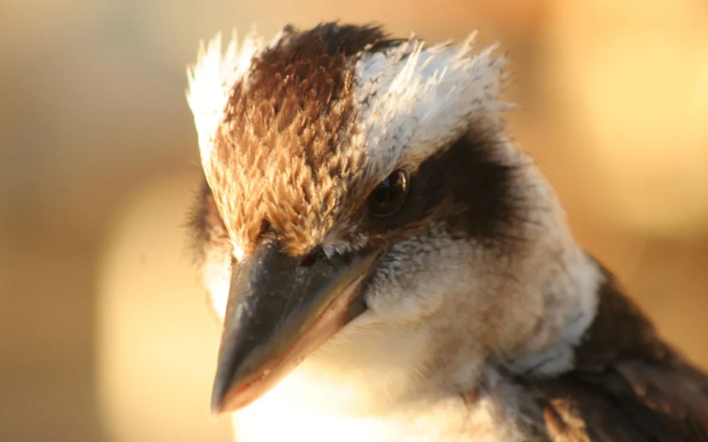 Close view of a Laughing Kookaburra on Moreton Island, Queensland, Australia