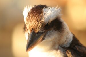 Close view of a Laughing Kookaburra on Moreton Island, Queensland, Australia