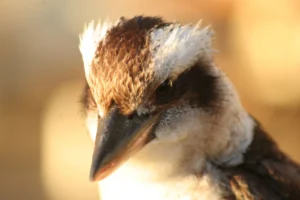 Close view of a Laughing Kookaburra on Moreton Island, Queensland, Australia