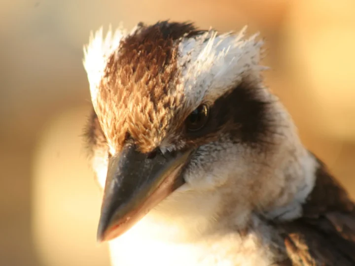 Close view of a Laughing Kookaburra on Moreton Island, Queensland, Australia